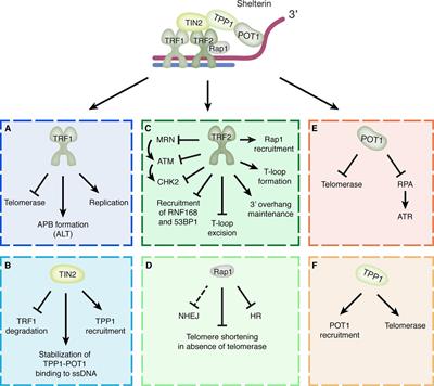 Ubiquitination and SUMOylation in Telomere Maintenance and Dysfunction